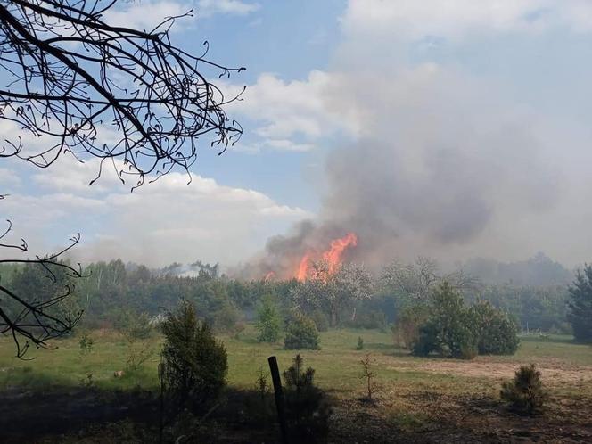 Ogromny pożar pod Grójcem! Spłonęło 80 hektarów lasu