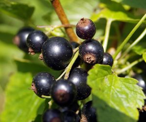 Domowe wino z czarnych porzeczek: przepis