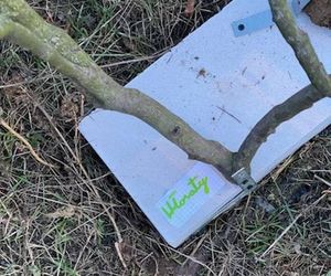 Muzeum Patyka w Toruniu