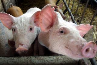 Trzy lata więzienia za ubicie świni we własnym gospodarstwie 