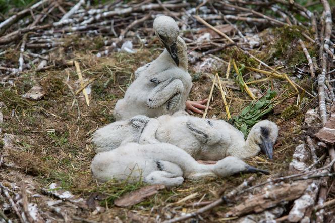 NIEPEŁNOSPRAWNYM BOCIANOM WYKLUŁY SIĘ MAŁE.