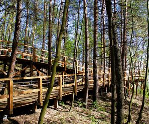 Park leśny na Oksywiu w Gdyni