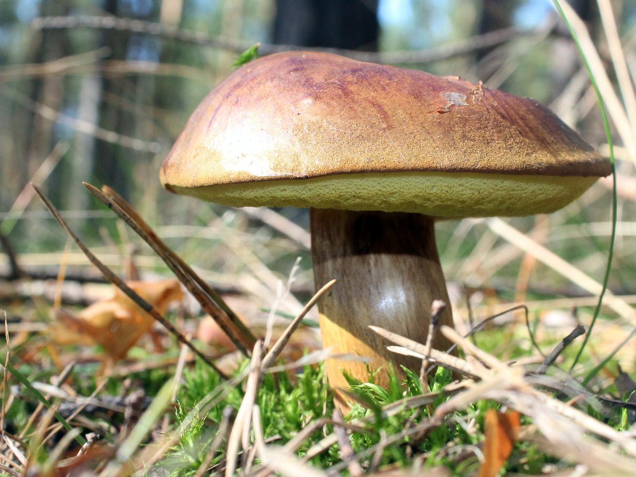 Sezon grzybowy na Mazowszu - gdzie na grzybobranie w naszym województwie?