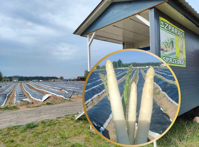 Rolnik spod Bydgoszczy sprzedaje szparagi tylko prosto z pola. "Ludzie wracają dla smaku i jakości, nie dla ceny"