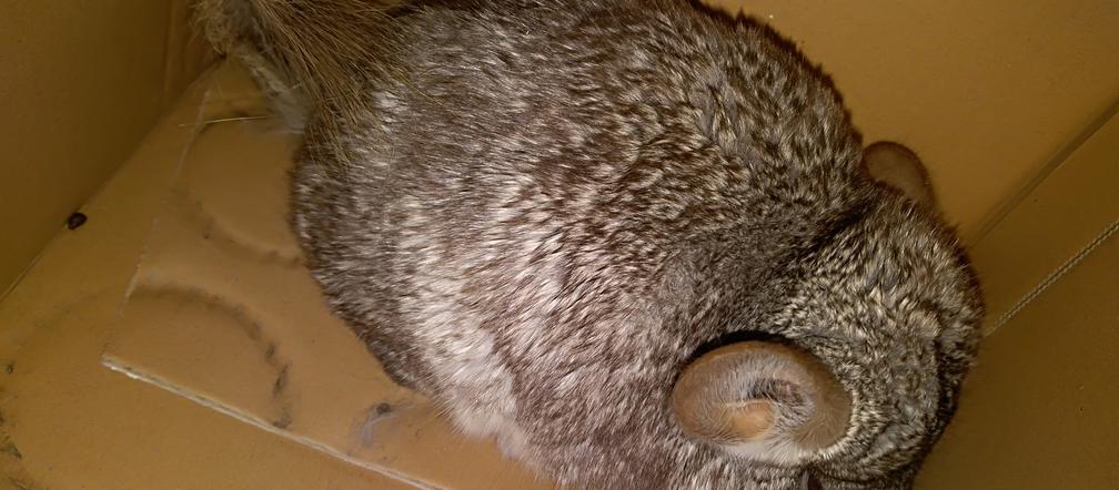 Ktoś porzucił tego SŁODZIAKA? Szynszyla czeka na właściciela