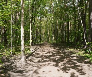 Leży w pobliżu centrum Olsztyna i wygląda bajecznie wiosną. Zobacz piękny rezerwat Mszar [ZDJĘCIA]