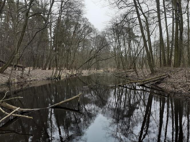 Ochrona żab na Barbarce