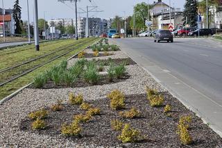 Chwalą się zielenią w centrum Torunia i pokazują zdjęcia. Tak wyglądają torowiska i nie tylko