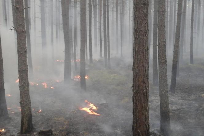 Rządowe Centrum Bezpieczeństwa ostrzega Mazowsze! Duże zagrożenie pożarowe w lasach