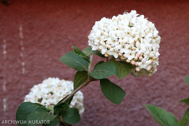 Kalina koreańska - Viburnum carlesii