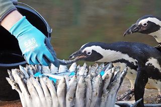 Najstarszy pingwin w Europie obchodził urodziny. Dostał wyjątkowy prezent od swoich opiekunów