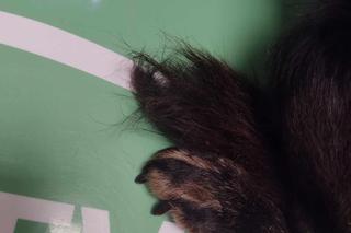 Bity pies porzucony przez właściciela. „Leżał zwinięty w kulkę w śniegu”