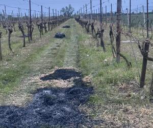 Ogromne straty rolników i sadowników. Kwietniowe mrozy zniszczyły całe plantacje. „To był kataklizm”