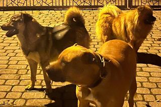 Agresywne psy sieją postrach. Policja wydała pilny komunikat