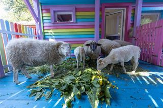 Owce zajadają się słonecznikami