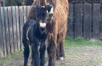 Nowy mieszkaniec zoo w Wojciechowie. To osiołek poitou