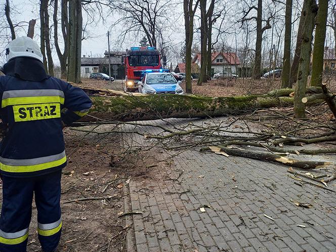 Maję zabiło spróchniałe drzewo w parku