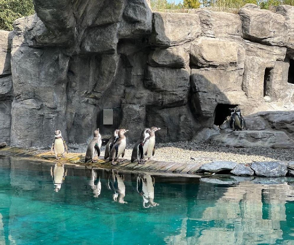 ZOO w Chorzowie podnosi ceny o niemal połowę NOWY CENNIK