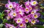 Dendrobium nobile