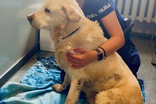 Leżał w rowie i nie miał siły się wydostać. Oto historia 15-letniego Neo