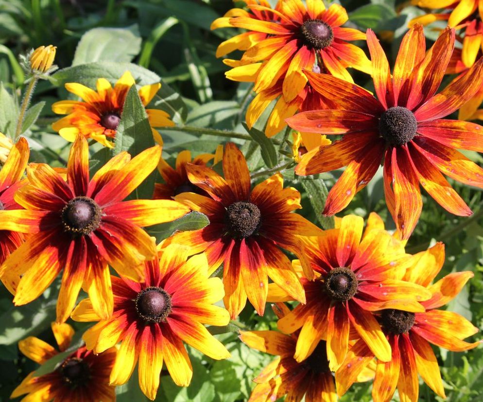 Rudbekia dwubarwna