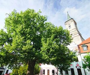 Rynek i mury miejskie w Byczynie w woj. opolskim