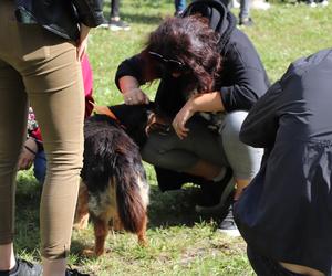 IX Piknik Przyjaciół Schroniska w Toruniu