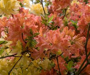 Zrób to we wrześniu z rododendronami, a wiosną będą kwitły jak szalone. Prosty zabieg wzmocni roślinę lepiej niż nawóz. Pielęgnacja rododendronów  po przekwitnięciu