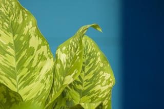 Difenbachia 'Compacta'.