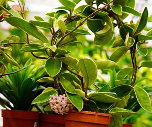 Kwiaty doniczkowe na prezent. Te rośliny przynoszą szczęście