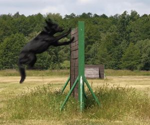 Policjanci i ich psy służbowe walczyli o tytuł! Kto okazał się najlepszy?