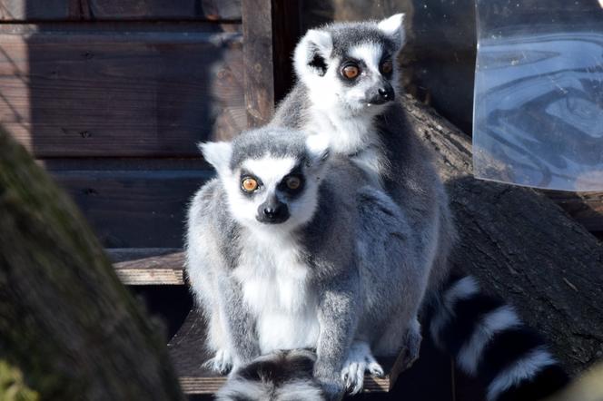 ZOO Poznań WKRÓTCE ZOSTANIE OTWARTE! Będą jednak ograniczenia! [SZCZEGÓŁY]