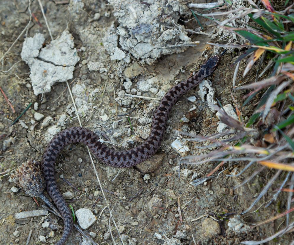 Uwaga na żmije. Wypadek w Beskidzie Śląskim: Był we wstrząsie anafilaktycznym