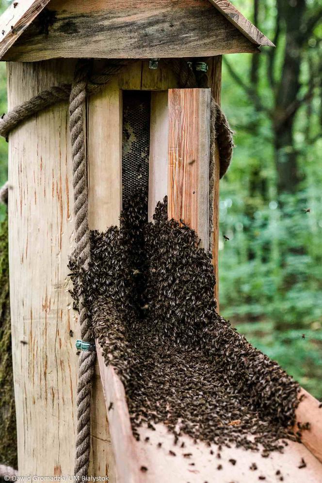 Pszczoły zamieszkały w drzewach. To pierwszy taki projekt w Polsce [ZDJĘCIA]