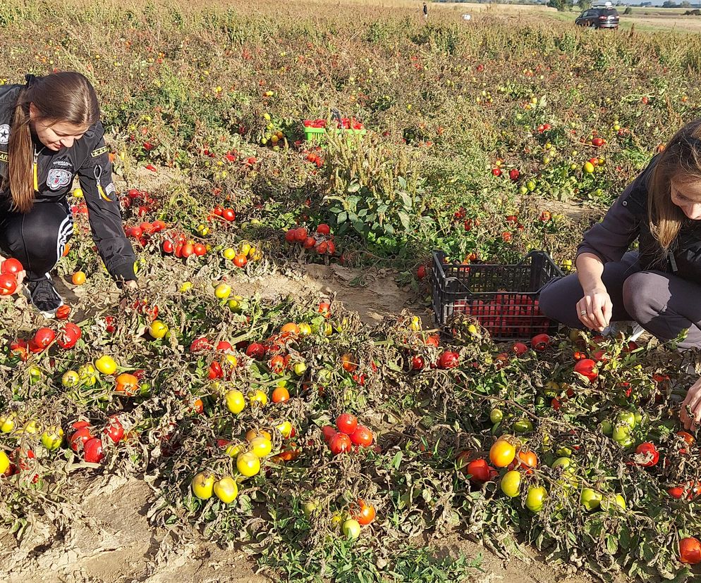 Samozbiory pomidorów na plantacji w Niewirkowie cieszą się powodzeniem