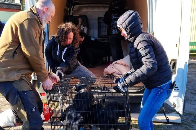 Policjant z Gorzowa pomógł uratować 29 psów z Ukrainy