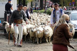 Stada owiec na górskich ulicach. Trwa jesienny redyk w Tatrach i Pieninach [ZDJĘCIA, WIDEO]
