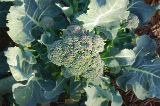 Brokuł - jak uprawiać brokuły w ogrodzie? Kiedy siać i sadzić brokuły?
