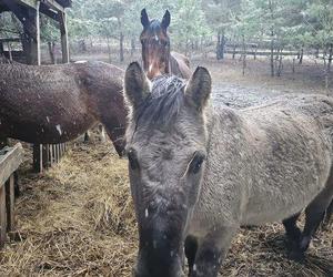 Tragiczna sytuacja koni. Fundacja apeluje o pomoc