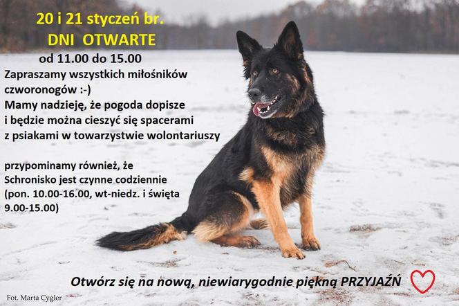 Pokochaj i adoptuj! Schronisko w Henrykowie zaprasza w weekend na Dni Otwarte 