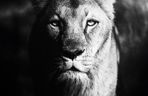 Smutek we wrocławskim zoo. Nie żyje Okavango, lwica angolska. Mieszkała w ogrodzie od 16 lat