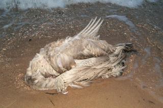 Ptasia grypa w Toruniu! Martwe ptaki znaleziono nieopodal Wisły!