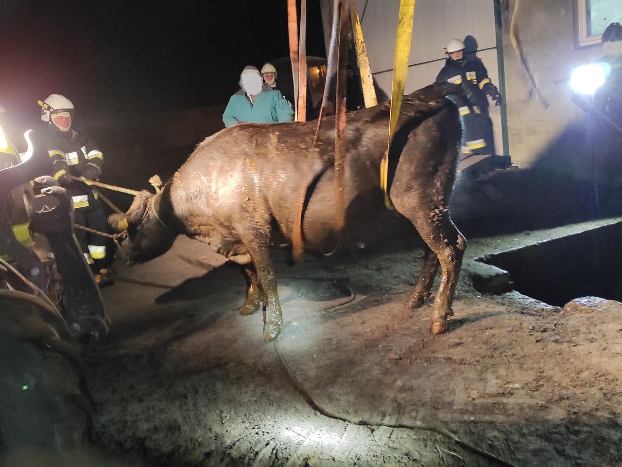 Dwa byki wpadły do SZAMBA! Spektakularna akcja ratunkowa [ZDJĘCIA] 