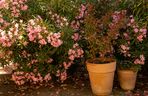Oleander