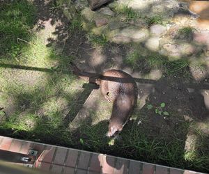 Pokazowe karmienie w myślęcińskim zoo to prawdziwy hit! Sprawdziliśmy to na miejscu