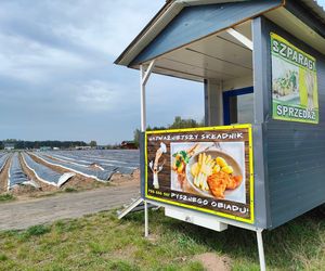 Rolnik spod Bydgoszczy sprzedaje szparagi tylko prosto z pola. Ludzie wracają dla smaku i jakości, nie dla ceny