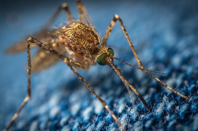Plaga komarów w Białymstoku