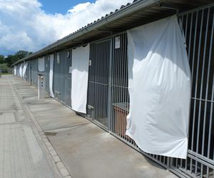 Sposób na upały w schronisku dla zwierząt w Henrykowie koło Leszna. Psy przed słońcem będą osłaniać rolety [ZDJĘCIA]