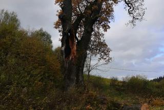Leszczawa Górna. Drzewo padło na drogę