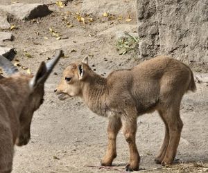 Niezwykły maluch urodził się w Śląskim Zoo. Jego gatunek w naturze jest na skraju wyginięcia